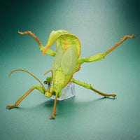Thumbnail for Banpresto Entomology Realistic Insect Figures - FIHEROE.
